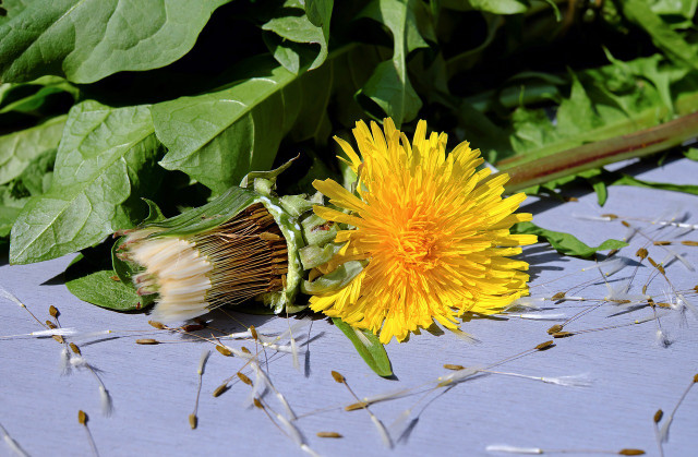 Dandelion contains valuable bitter substances and minerals.