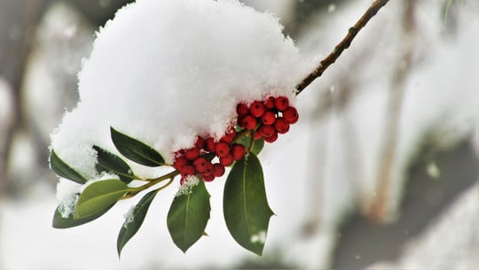 pflanzen-ueberwintern-cc0-pixabay-pasja1000-200315 Pflanzen überwintern