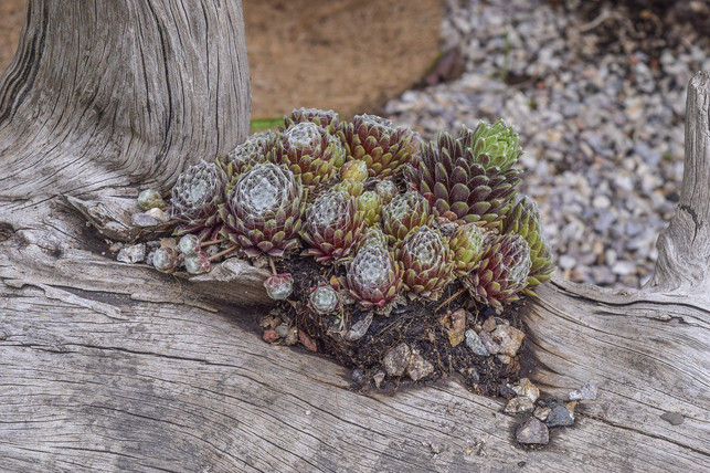 die-sempervivum-pflanze-gedeiht-auch-auf-kargen-cc0-pixabay-michaelgaida-200730_download Die "Sempervivum"-Pflanze gedeiht auch auf kargen Böden.