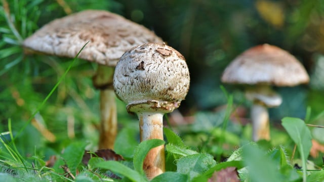 parasolpilz-cc0-pixabay-capri23auto-181124 Parasolpilz