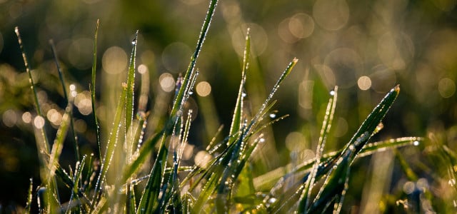 Rasen mähen im Herbst: Wann ist der richtige Zeitpunkt fürs letzte Mal?