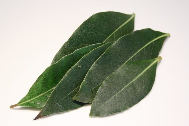lorbeer-wirkt-antibakteriell-und-antioxidativ-cc0-pixabay-kwol-190708_download Lorbeer wirkt antibakteriell und antioxidativ.