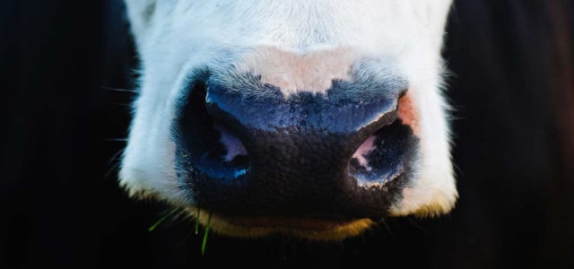 Größter Milchviehbetrieb der EU verklagt Greenpeace