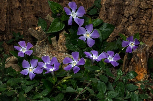 vinca-fuehlt-sich-im-halbschatten-am-wohlsten-cc0-pixabay-domeckopol-220815_download Vinca fühlt sich im Halbschatten am wohlsten.