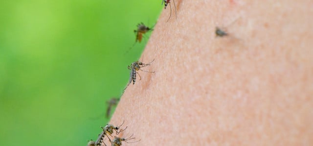 Das Aufkommen von Stechmücken ist 2024 besonders hoch.
