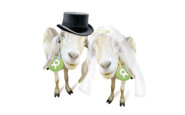 Ziegen-Oxfam-z-20190204-1280x800 Ziegen-Oxfam