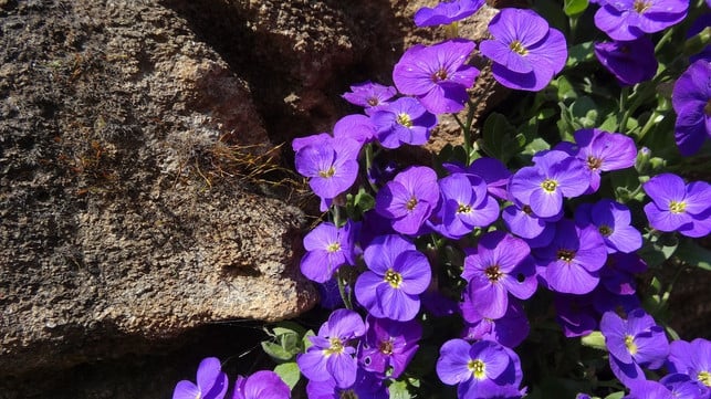 blaukissen-brauchen-nur-wenig-wasser-und-sind-sehr-cc0-pixabay-anne_schmidt-190619_download Blaukissen brauchen nur wenig Wasser und sind sehr pflegeleicht.