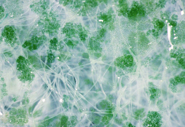 Dissecting-Microscopy_Post-Carbon-Lab-text