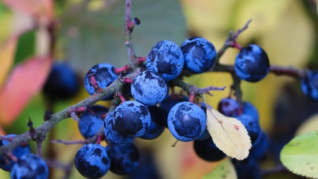 schlehen-ernten-cc0-pixabay-manfredrichter-231030 schlehen ernten