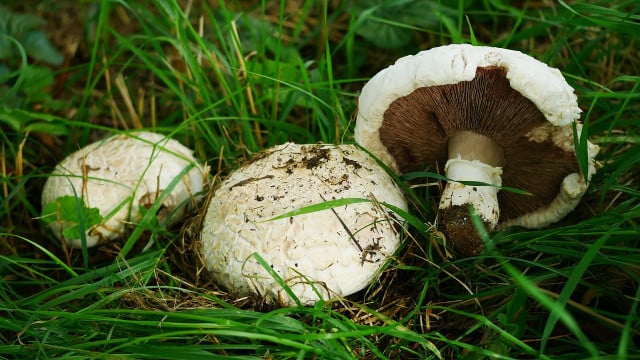 wiesenchampignons-cc0-pixabay-ebay_thehappybotanist-221019 wiesenchampignons
