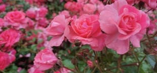 Rosen schneiden frühjahr herbst