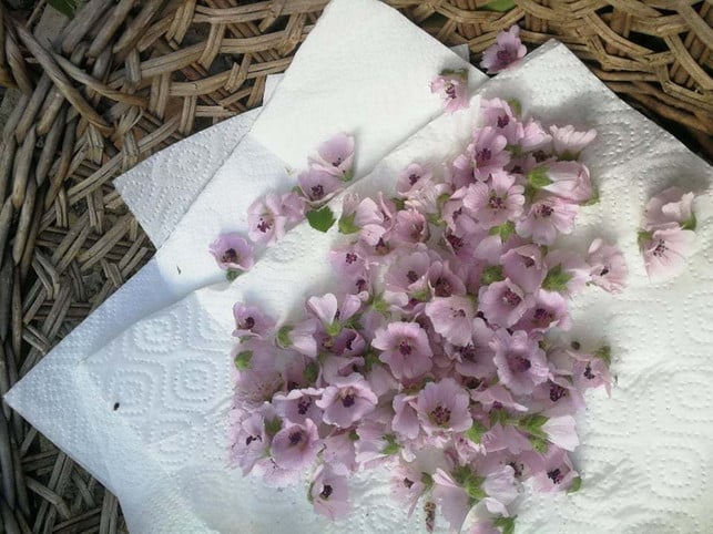 die-blueten-von-eibisch-kannst-du-ueber-den-sommer-s-utopia-daniela-staber-200916_download Die Blüten von Eibisch kannst du über den Sommer sammeln und trocknen.