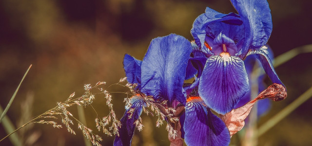 Iris pflanzen