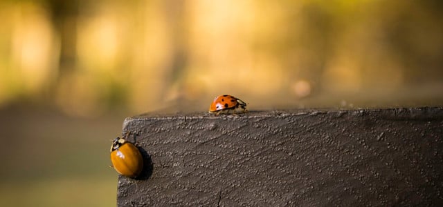 Warum gibt es im Oktober und November so viele Marienkäfer?