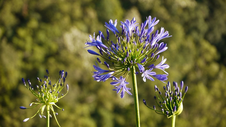 Agapanthus berwintern: So schtzt du die Schmucklilie vor dem Winter -  Utopia.de