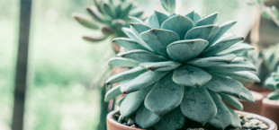 Zimmerpflanzen im Winter