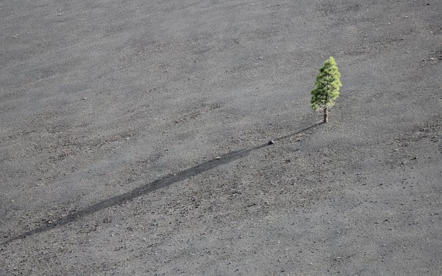 baum-erosion-artensterben-klimawandel-us-cc0-lucas-myers-220225-1280x800 Artensterben und Klimawandel bedrohen gemeinsam das Leben auf der Erde.