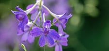 blume-des-jahres-2025-feldrittersporn-hermann-timmannloki-schmidt-stiftungdpa-251024 Blume des Jahres 2025 Feldrittersporn