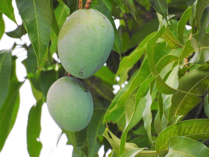 Mangokern einpflanzen: Warum sich der Versuch lohnen kann - Utopia.de