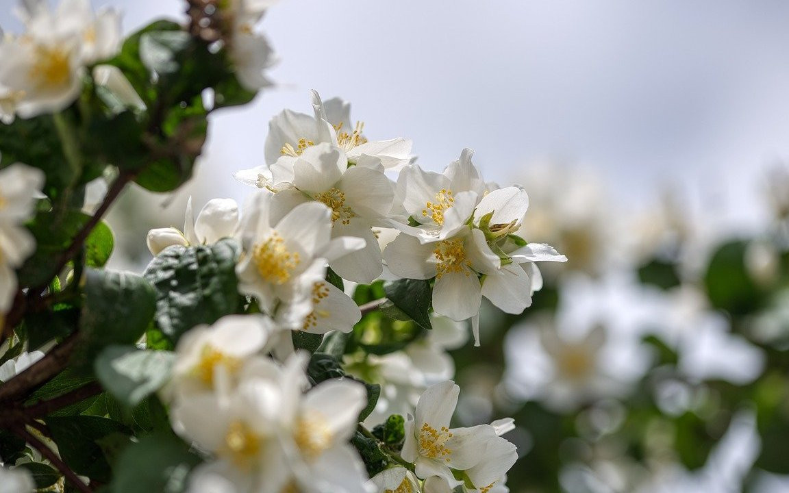 Bauernjasmin pflanzen, schneiden und vermehren: So geht's - Utopia.de