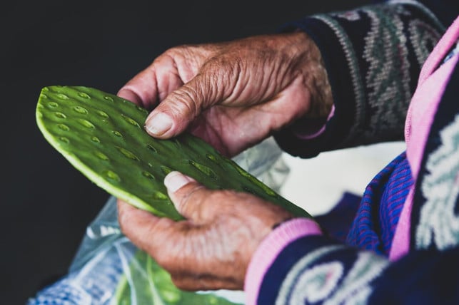 die-blaetter-des-nopal-kaktus-liefern-einen-der-bes-cc0-unsplash-daniel-lloyd-blunk-fernandez-230824_download Die Blätter des Nopal-Kaktus liefern einen der Bestandteile des Kaktusleders.