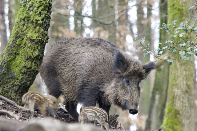 if-you-meet-a-wild-boar-careful-bid-cc0-pixabay-paul_henri-230511_download If you encounter a wild boar, caution is advised.