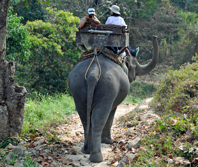 éléphant-équitation-animal-touristes-souffrant-x-dennis-jarvis-flickr-180802 Chevauchant des éléphants, les animaux qui attirent les touristes souffrent