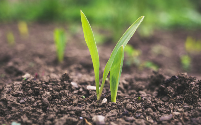 regenerative-landwirtschaft-trieb-us-cc0-Raphael-Rychetsky-200828-1280x800 Regenerative Landwirtschaft: Gesunde Böden