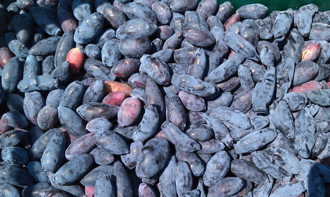 honigbeeren-ernte-cc0-pixabay-zoosnow-190423_download Honigbeeren Ernte