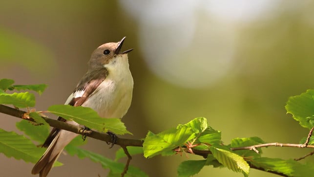 2,8 Grad Erwärmung: Was das für Menschen, Tiere und den Planeten bedeutet Trauerschnäpper