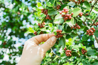 koffein-aus-der-kaffeepflanze-ist-ein-alkaloid-cc0-pixabay-pexels-190128_download Koffein aus der Kaffeepflanze ist ein Alkaloid.