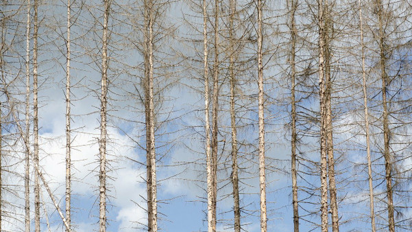Baum blutet: Das steckt dahinter - Utopia.de