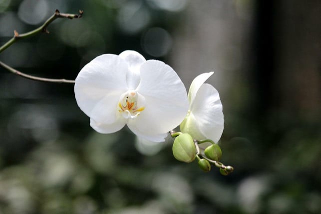 nach-einigen-monaten-kann-eine-bluehfaule-orchidee-cc0-pixabay-zoosnow-220611_download Nach einigen Monaten kann eine blühfaule Orchidee wieder gedeihen.
