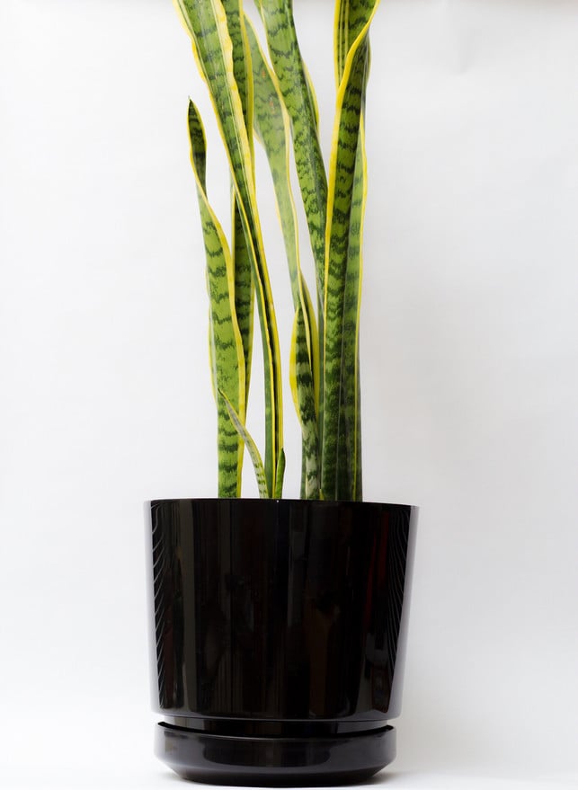 zimmerpflanzen-bogenhanf-x-bryan-debus-cc-by-nd-2-0-161116-1280x1750 Zimmerpflanzen: Bogenhanf