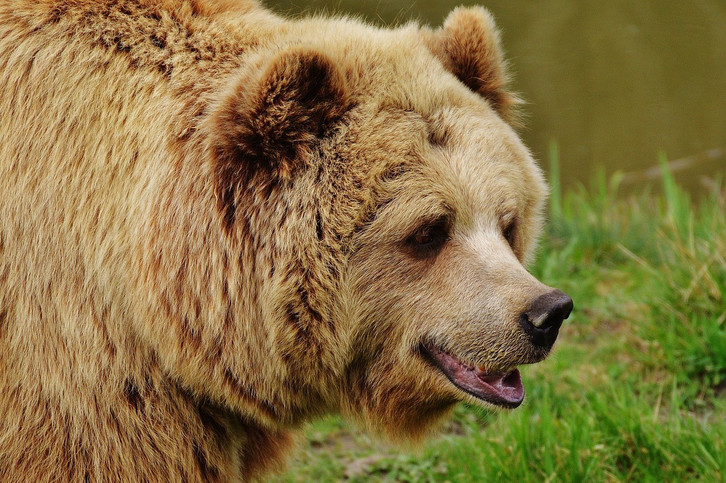 The bear likes to sleep: This chronotype also closes its eyes for a few minutes during the day.