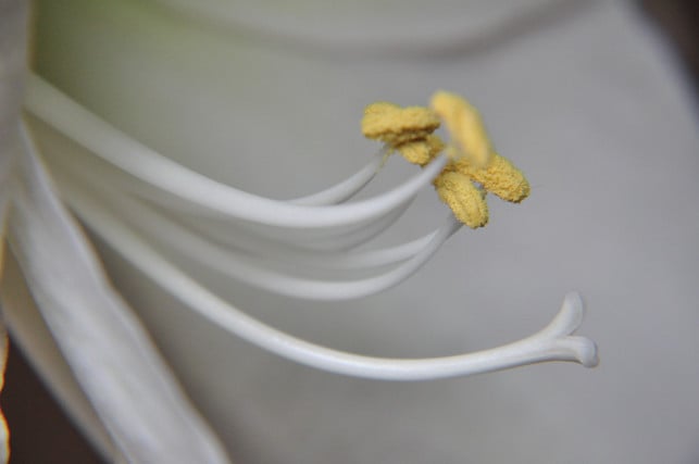 aus-den-samen-der-amaryllis-kann-man-die-pflanze-a-cc0--pixabay--antjekreller-251009_download Aus den Samen der Amaryllis kann man die Pflanze auch vermehren,