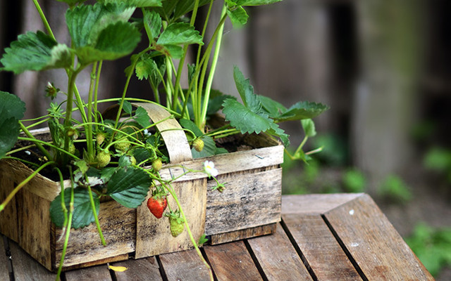 Eigenes Gemüse  – ohne Garten Garten