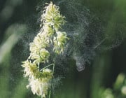 Pollen Luftreiniger Allergiker