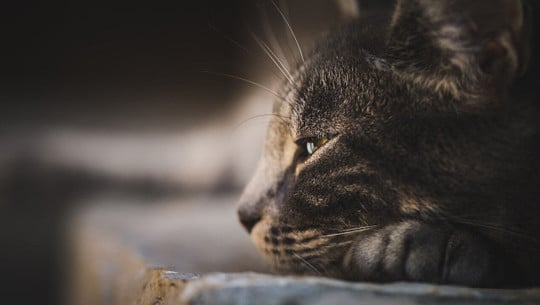 arthrose-katzen-cc0-pixabay-nohopuku_photography-250111 Arthrose Katzen