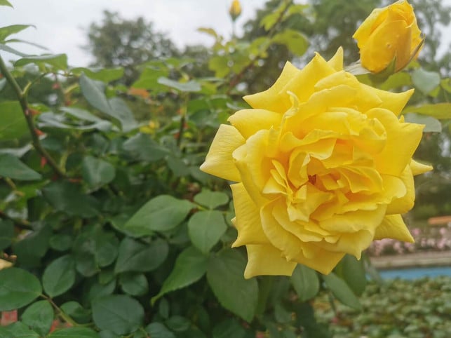 rosen-schneiden-im-fruehjahr-und-herbst-der-richti-sven-christian-schulz-utopia-210531_download Rosen schneiden im Frühjahr und Herbst: Der richtige Zeitpunkt ist wichtig.