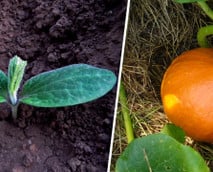 Kürbis anpflanzen: Anbau, Pflege und Ernte – so geht’s