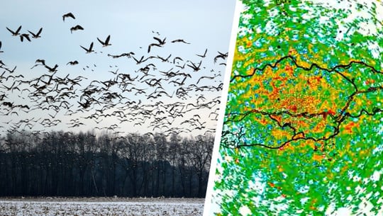 Wenn Vögel in Panik geraten: Radaraufnahmen enthüllen Silvester-Chaos Vögel an Silvester