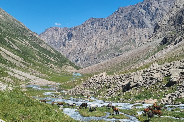Wilde Pferde in einem kirgisischen Flussbett im Ala-Archa-Nationalpark Wilde Pferde in einem kirgisischen Flussbett im Ala-Archa-Nationalpark