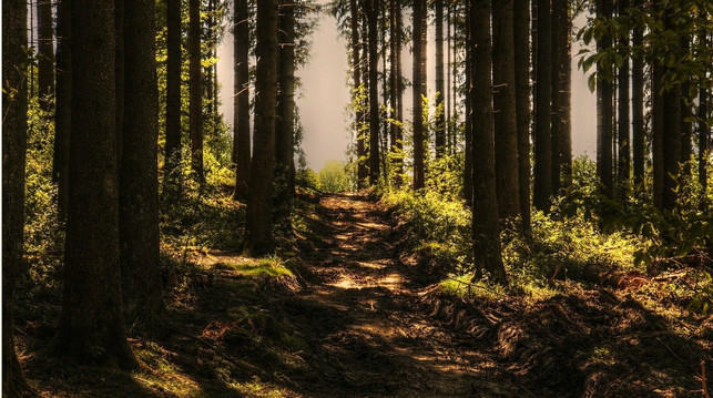 im-wald-koennen-kinder-toben-rennen-und-neue-tier-cc0-pixabay-pixel2013-210708_download Im Wald können Kinder toben, rennen und neue Tier- und Pflanzenarten kennenlernen.