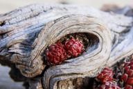 steinpflanzen-in-schwemmholz-cc0-pixabay-ilyessuti-180427_download Steinpflanzen in Schwemmholz