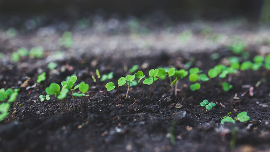 aussaat-im-august-rucola-pb-kaboompics Aussaat im August: Diese Sorten dürfen jetzt noch ins Beet.