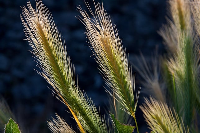 gerstenmehl-liefert-besonders-viele-kohlenhydrate-cc0-pixabay-stux-210226_download Gerstenmehl liefert besonders viele Kohlenhydrate, aber wenig Fett.