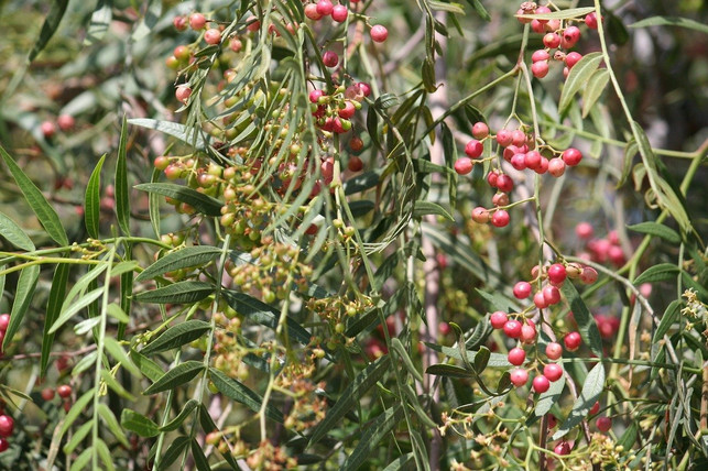 pfeffer-wird-in-tropischen-laendern-angebaut-und-be-cc0-pixabay-grainy-200227_download Pfeffer wird in tropischen Ländern angebaut und beinhaltet Piperin.
