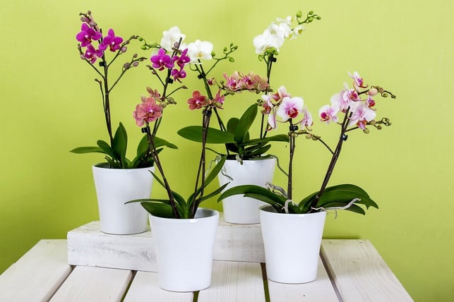 orchideen-sind-beim-duengen-recht-sensibel-cc0-pixabay-rainerberns-230314_download Orchideen sind beim Düngen recht sensibel.