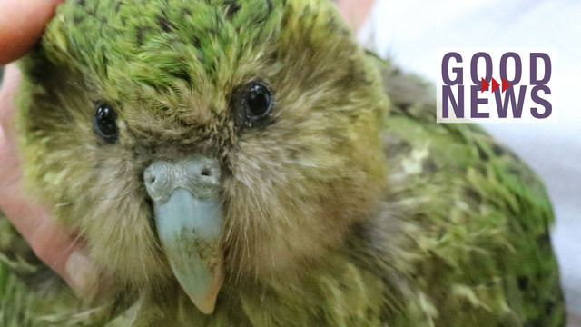 Einer der seltensten Vögel der Welt stellt neuen Fortpflanzungsrekord auf Nahaufnahme eines grünen Kakapos mit braunen und schwarzen Federn, der von einer Hand gehalten wird. Rechts im Bild steht der Schriftzug „GOOD NEWS“ in lila Buchstaben mit drei roten Pfeilen dazwischen.